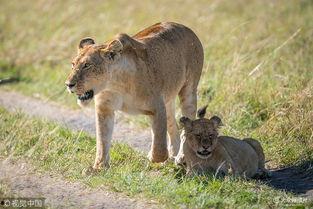 吃瓜群众小狮子视频播放,揭秘娱乐圈幕后故事