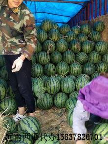 河南鹿邑吃瓜事件视频,一场网络热议的街头冲突