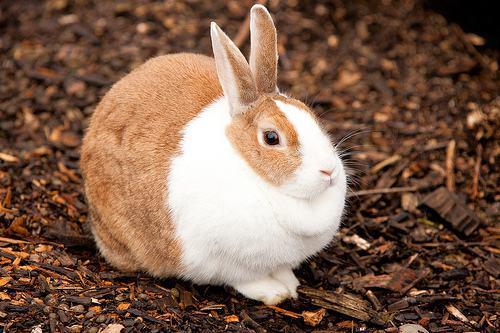 兔子吃绿宝石瓜吗好吗视频,兔子究竟能否享用这颗宝石般的美食？