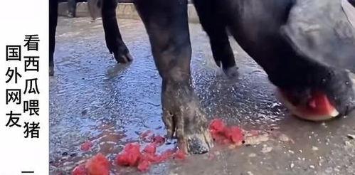 韩国吃瓜视频博主是谁,揭秘热门博主背后的故事