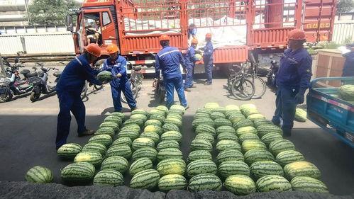 搬运吃瓜视频,揭秘搬运吃瓜视频背后的趣味与现象