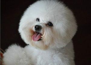 比熊阿熊吃哈密瓜视频,比熊阿熊的哈密瓜美食之旅