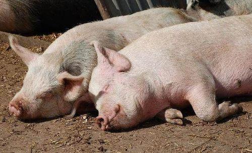 猪可以吃生角瓜么吗视频,视频揭秘