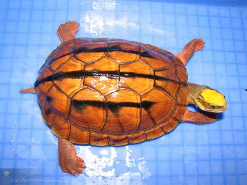 金钱龟吃哈密瓜好吗视频