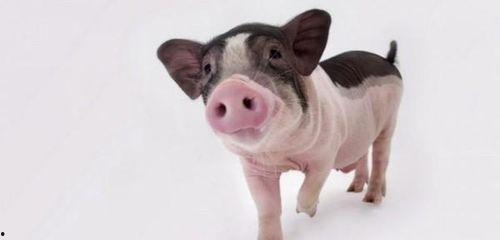 小猪吃瓜可爱视频,可爱视频萌翻网友