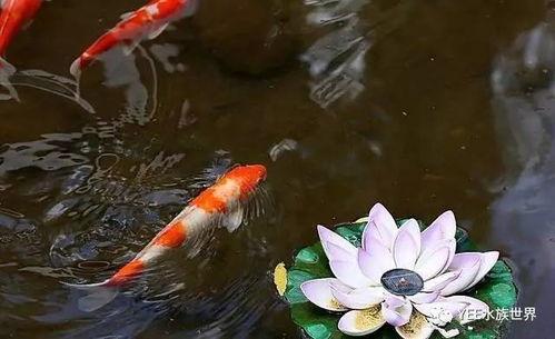 锦鲤直播间吃瓜视频大全