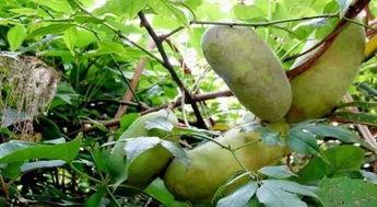 放牛吃八月瓜视频大全