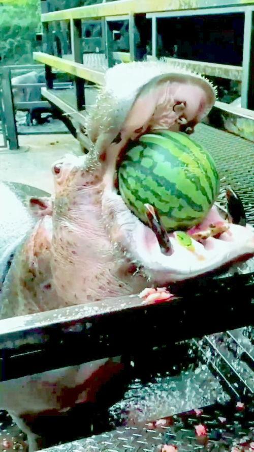 大物吃瓜的视频大全免费观看,免费畅享欢乐时光