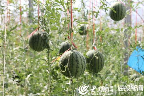 安溪吃瓜事件视频最新情况,最新视频揭露惊人真相，网友热议不断